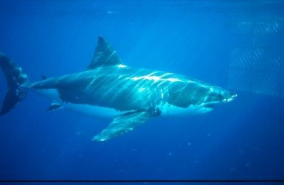 The Great White Hope, a shark deterrent that works