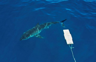 Drones and AI Ward Off Shark Attacks as Predators Hunt Closer to Shore