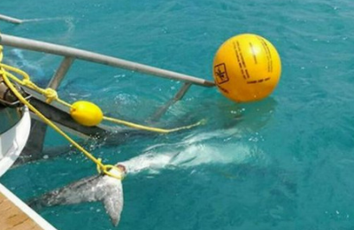 How Australian shark attack prevention technology can stop deaths