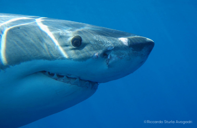 Shark Deterrent Myths Busted!